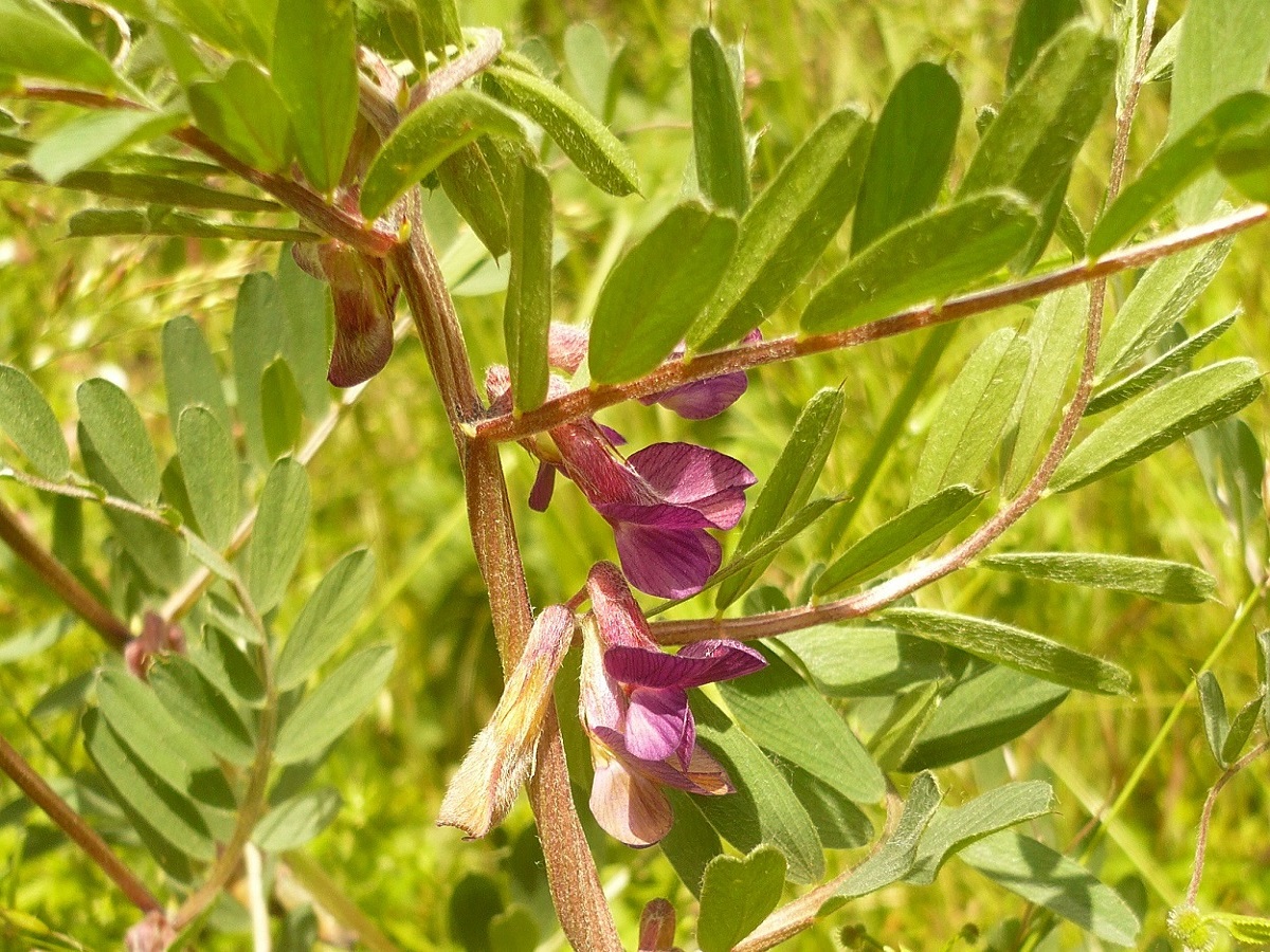 Vicia pannonica subsp. striata (Fabaceae)